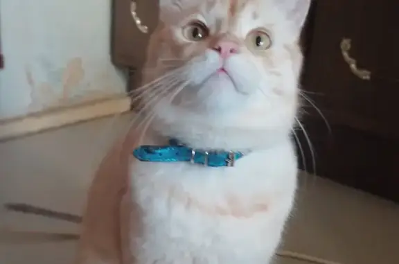 Пропала кошка, Зеленоградск, Калининградская область - белый с рыжими полосками - photo