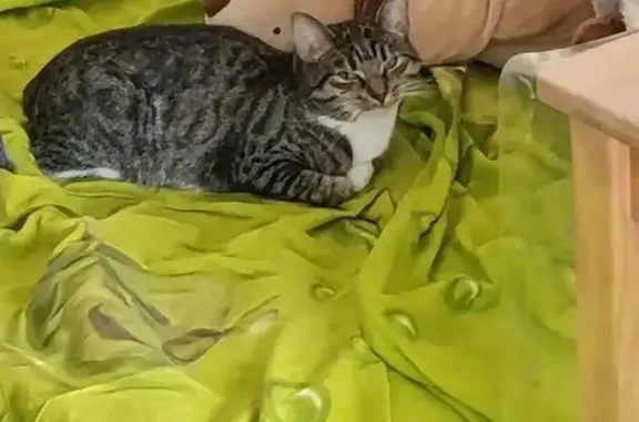 Кошки потеряшки, Кудрово, фото: Потеряшка кошка, Европейский проспект, Кудрово