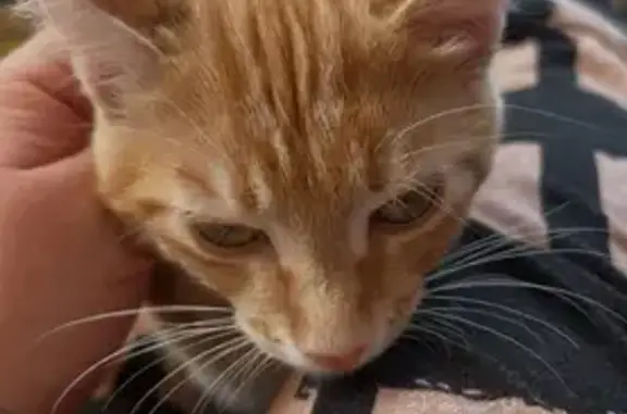 Пропала кошка, Водопроводный переулок, 24, Обь - photo