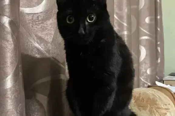 Пропала кошка, Нижегородская улица, 16, Москва - photo