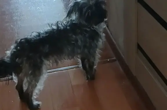 Найдена собака, Новосибирск, фото: Найдена собака, Базисная улица, 30, Новосибирск - похожа на йорка