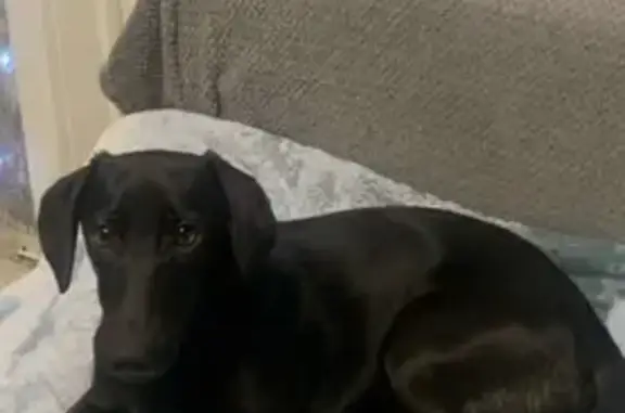 Пропала собака, Кольцевая улица, Белгород - photo