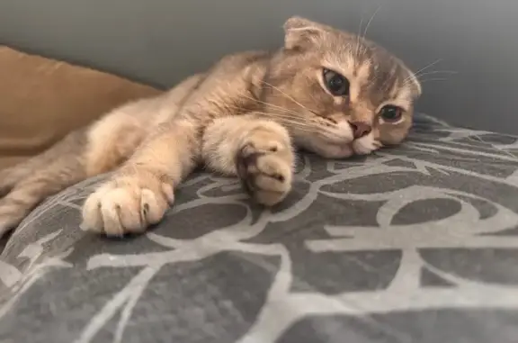 Найдена кошка, Ростов-на-Дону, фото: Найдена кошка, проспект Королёва, Ростов-на-Дону