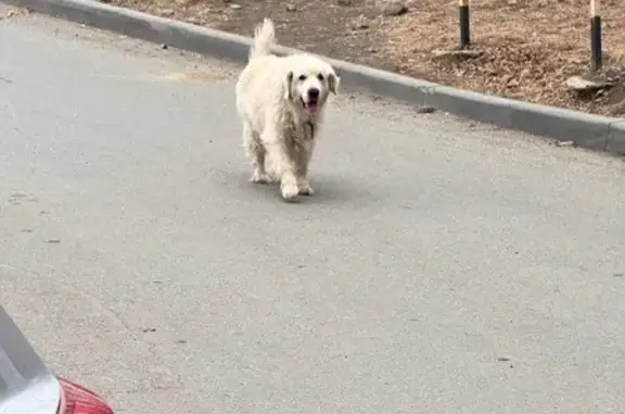 Найденные животные Владивосток, фото: Найдена собака, улица Невельского, 13, Владивосток - золотистый ретривер