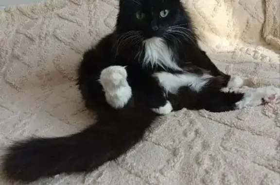 Пропала кошка, Московский проспект, Зеленоград - photo