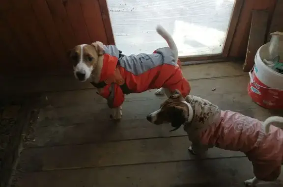 Найдена собака, Кокошкино, фото: Найдена собака, Агрохимическая улица, 4 с1, район Внуково