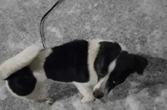 Пропала собака, улица Воронкова, 82, Волгоград - photo