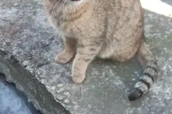 Найдена кошка, Тула, фото: Найдена кошка, улица Вильямса, 5, Тула - ухоженная и ласковая