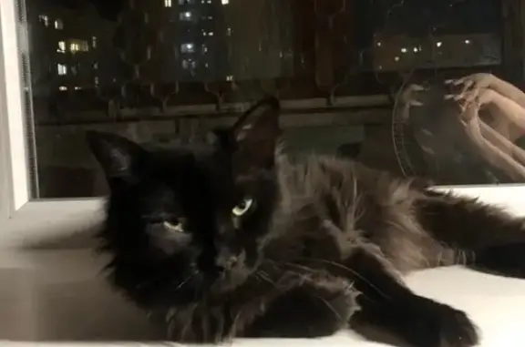 Пропал кот, 16, Тобольск - черный длинношерстный - photo