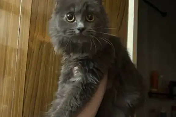 Найдена кошка, Барнаул, фото: Найдена кошка Девочка, Барнаул (rf1157076)