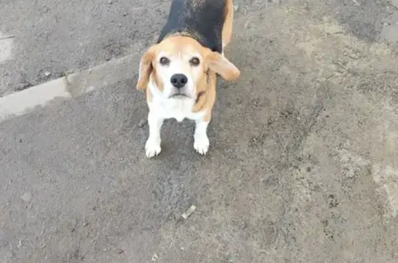 Найдена собака, Владимир, фото: Найдена собака, улица Малые Ременники, 11, Владимир - бегает без ошейника