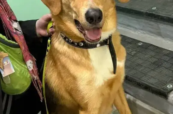 Найдена собака, Люберцы, фото: Найден собака, Красноармейская улица, 4, Люберцы - рыже-черный, строгий ошейник