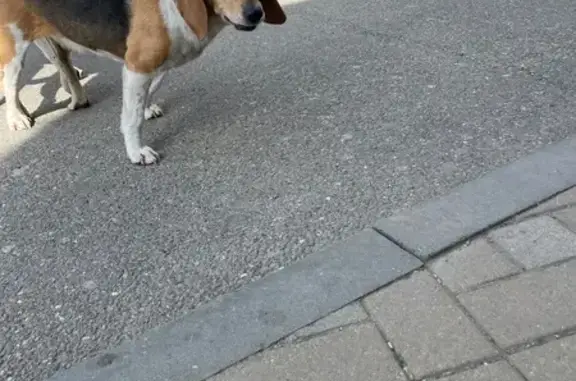 Найдена собака, Краснодар, фото: Найдена собака, Красная улица, 176 лит3, Краснодар - женская особь в течке