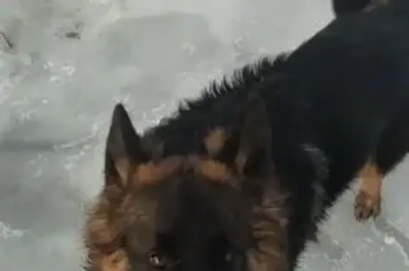 Пропала собака, Видовичи, Печки - длинношерстная овчарка, черная с рыжим - photo