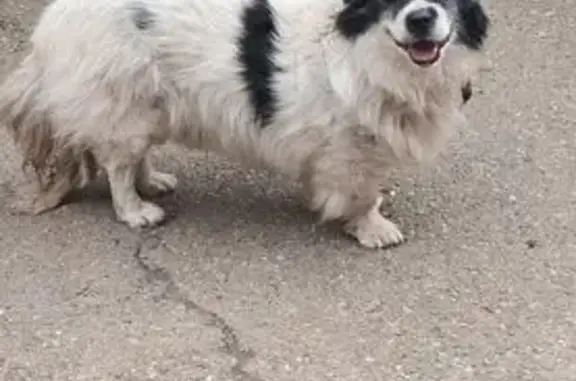 Найдена собака, Краснодар, фото: Найдена собака, Сормовская улица, 210, Краснодар - в гаражном кооперативе