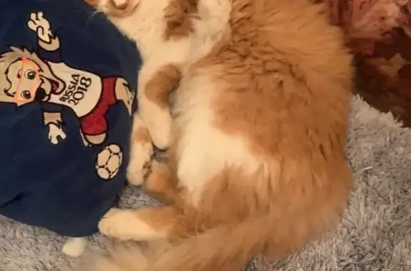 Пропал кот, Туапсинский переулок, 42А, Ростов-на-Дону - рыжий по спине, белый живот - photo