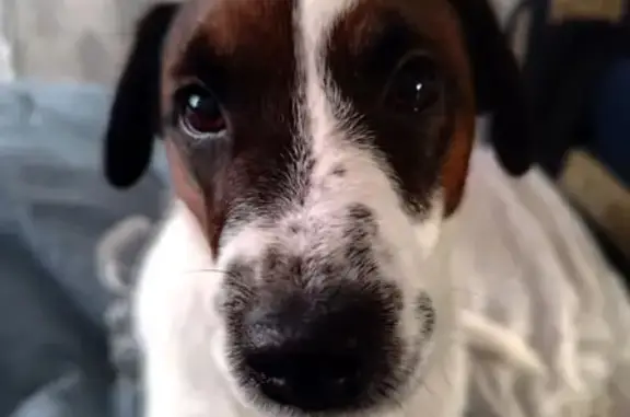 Собаки потеряшки, Верхняя Пышма, фото: Потеряшка собака, улица Циолковского, 3, Верхняя Пышма