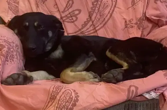 Пропала собака, Звёздная улица, Воронеж - photo