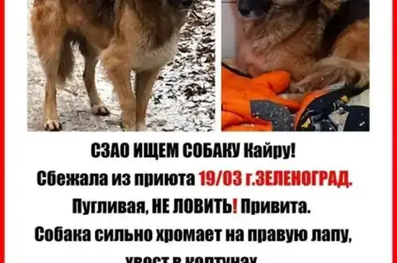 Пропала собака Девочка, Елино (rl1157095) - photo