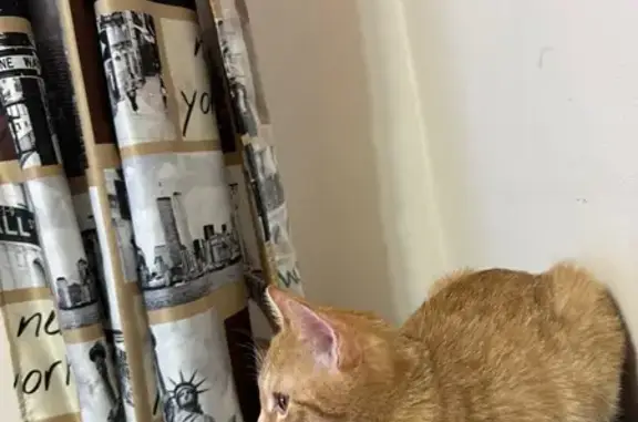 Пропала кошка, улица Второва, Электросталь - photo