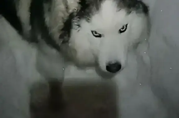 Пропала собака, Кезская улица, Кез - зелёный ошейник - photo