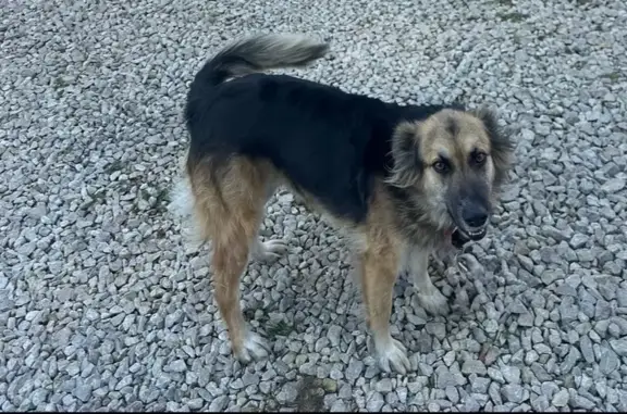 Пропала собака Девочка, Кокошкино (rl1157101) - photo