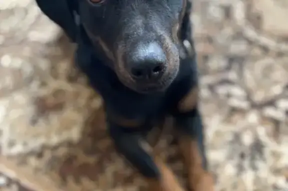 Пропала собака Мальчик, Арзамас (rl1157102) - photo