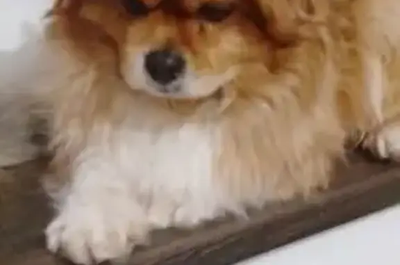 Пропала собака Мальчик, Ростов-на-Дону (rl1157104) - photo