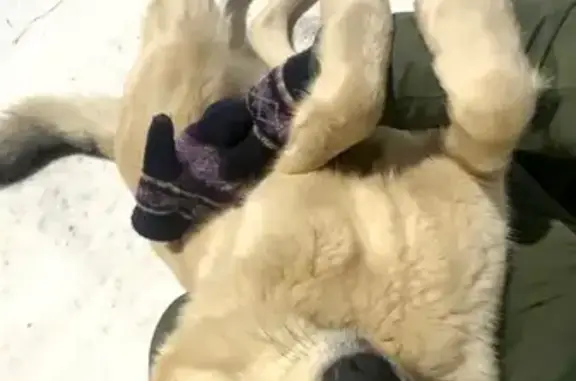 Пропала собака Девочка, Трусово (rl1157106) - photo