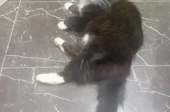 Пропала кошка, Михайловская дорога, Парголово - photo