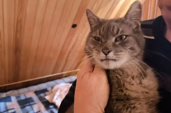 Найдена кошка, Одинцовский, фото: Найден кот, Одинцовский - кастрирован и истощен