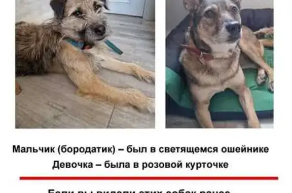 Найдена собака, Химки, фото: Найден собака, Совхозная улица, Химки