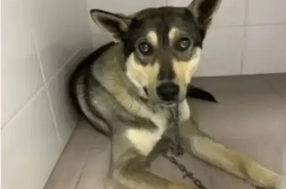 Пропала собака, улица Орджоникидзе, 8, Сысерть - photo