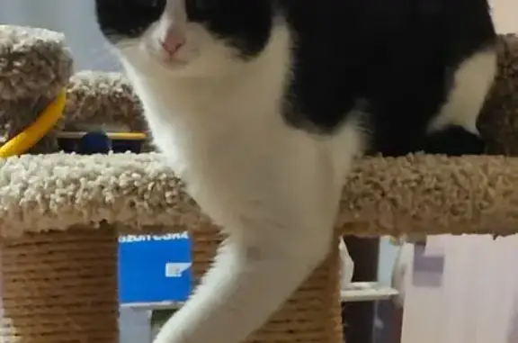 Пропала кошка, улица Бориса Жигулёнкова, 25 к4, Москва - photo