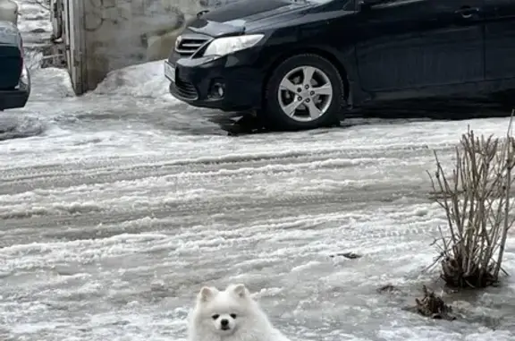 Найдена собака, Барнаул, фото: Найдена собака, улица Шумакова, Барнаул - белый шпиц без ошейника