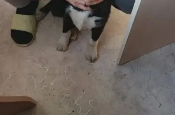 Найдена собака, Курган, фото: Найдена собака, Куртамышская улица, 18, Курган - девочка с ярко голубыми глазами