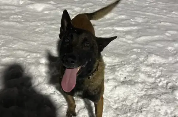 Потерянные животные Железногорск-Илимский, фото: Пропал собака, Железногорск-Илимский - рыжая спина, белое пятно