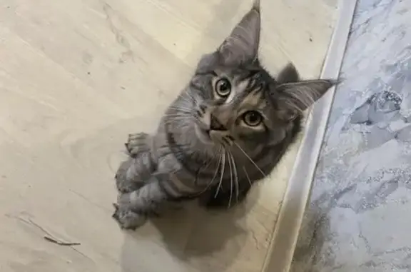 Пропала кошка, улица Бородина, 4, Екатеринбург - черепаховый окрас - photo