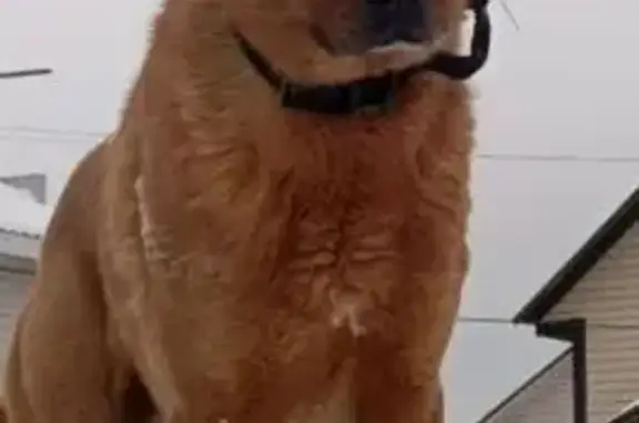 Пропал собака, Лесной проезд, 3, Верховье - чёрный ошейник - photo