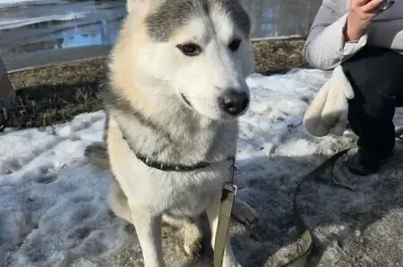 Найдена собака, Екатеринбург, фото: Найден собака, Билимбаевская улица, Екатеринбург - крупный пес в строгом ошейнике
