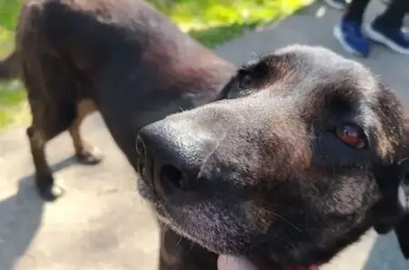 Найдена собака, Краснодар, фото: Найден собака, Аллея инженеров, Краснодар - коричневый, добрый