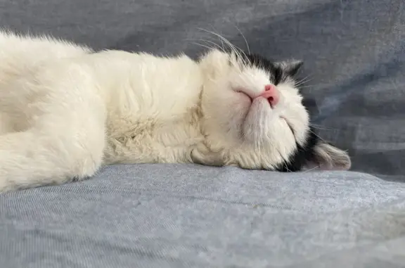 Пропал кот, 1-й Пограничный переулок, 10, Вязники - шрамы на носу - photo