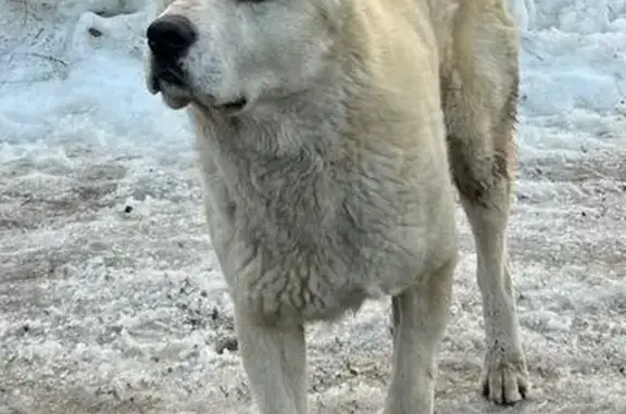Найдена собака, Марково, фото: Найден кобель собаки, 83, Марково - светлый окрас, глаз немного косит