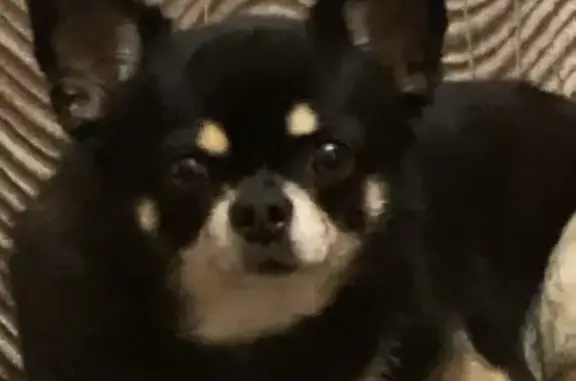 Собаки потеряшки, Лабинск, фото: Потеряшка собака, улица Пушкина, 2, Лабинск - упитанный чих с проплешиной