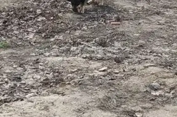 Объявления о пропавших и найденных животных, Волгоград, фото: Найден собака, улица 64-й Армии, Волгоград - коротконогий, есть кожаный ошейник