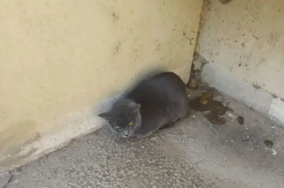 Найдена кошка, Краснодар, фото: Найдена кошка, улица Снесарева, 4, Краснодар - серый дымчатый окрас