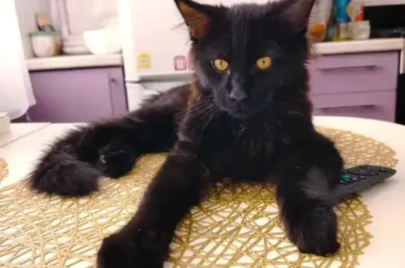 Пропал кот, 4-й Норский переулок, 3, Ярославль - черный - photo