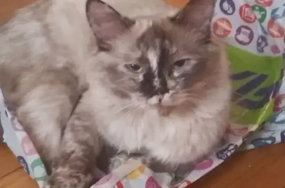 Пропала кошка, к1512, Зеленоград - молоденькая, меньше года - photo