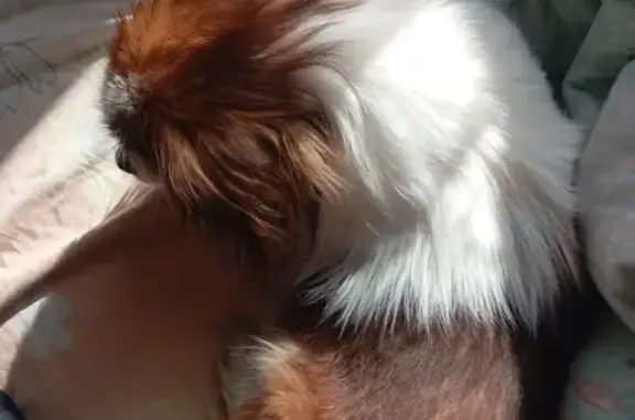 Пропала собака, Комсомольская улица, 27, Улан-Удэ - коричневая и белая - photo