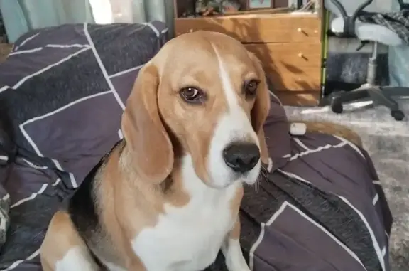 Найдена собака, Максимовка, фото: Найдена собака, 46Н-00628, Максимовка - порода бигль